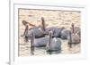 White Pelicans, Pelecanus Erythrorhynchos, Viera Wetlands Florida, USA-Maresa Pryor-Framed Photographic Print