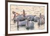 White Pelicans, Pelecanus Erythrorhynchos, Viera Wetlands Florida, USA-Maresa Pryor-Framed Photographic Print