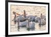 White Pelicans, Pelecanus Erythrorhynchos, Viera Wetlands Florida, USA-Maresa Pryor-Framed Photographic Print