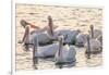 White Pelicans, Pelecanus Erythrorhynchos, Viera Wetlands Florida, USA-Maresa Pryor-Framed Photographic Print