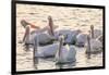 White Pelicans, Pelecanus Erythrorhynchos, Viera Wetlands Florida, USA-Maresa Pryor-Framed Photographic Print