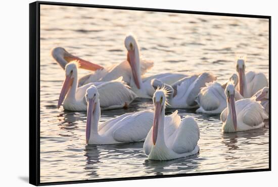 White Pelicans, Pelecanus Erythrorhynchos, Viera Wetlands Florida, USA-Maresa Pryor-Framed Stretched Canvas