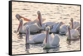 White Pelicans, Pelecanus Erythrorhynchos, Viera Wetlands Florida, USA-Maresa Pryor-Framed Stretched Canvas