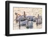 White Pelicans, Pelecanus Erythrorhynchos, Viera Wetlands Florida, USA-Maresa Pryor-Framed Photographic Print