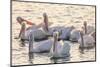 White Pelicans, Pelecanus Erythrorhynchos, Viera Wetlands Florida, USA-Maresa Pryor-Mounted Photographic Print