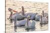 White Pelicans, Pelecanus Erythrorhynchos, Viera Wetlands Florida, USA-Maresa Pryor-Stretched Canvas