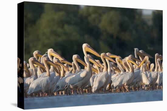 White Pelicans (Pelecanus Onocrotalus) in Water, Moldova, June 2009-Geslin-Stretched Canvas