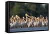 White Pelicans (Pelecanus Onocrotalus) in Water, Moldova, June 2009-Geslin-Framed Stretched Canvas