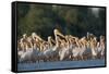 White Pelicans (Pelecanus Onocrotalus) in Water, Moldova, June 2009-Geslin-Framed Stretched Canvas