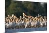 White Pelicans (Pelecanus Onocrotalus) in Water, Moldova, June 2009-Geslin-Mounted Photographic Print