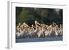 White Pelicans (Pelecanus Onocrotalus) in Water, Moldova, June 2009-Geslin-Framed Photographic Print