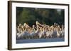 White Pelicans (Pelecanus Onocrotalus) in Water, Moldova, June 2009-Geslin-Framed Photographic Print