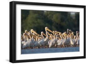White Pelicans (Pelecanus Onocrotalus) in Water, Moldova, June 2009-Geslin-Framed Photographic Print
