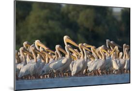 White Pelicans (Pelecanus Onocrotalus) in Water, Moldova, June 2009-Geslin-Mounted Photographic Print