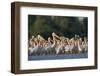 White Pelicans (Pelecanus Onocrotalus) in Water, Moldova, June 2009-Geslin-Framed Photographic Print