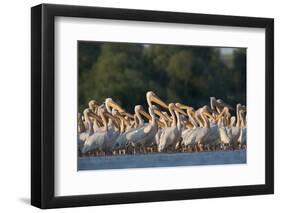 White Pelicans (Pelecanus Onocrotalus) in Water, Moldova, June 2009-Geslin-Framed Photographic Print