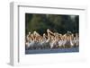 White Pelicans (Pelecanus Onocrotalus) in Water, Moldova, June 2009-Geslin-Framed Photographic Print