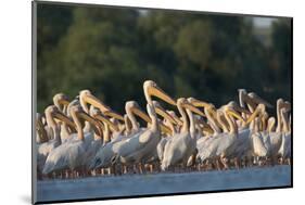 White Pelicans (Pelecanus Onocrotalus) in Water, Moldova, June 2009-Geslin-Mounted Photographic Print