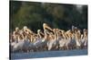 White Pelicans (Pelecanus Onocrotalus) in Water, Moldova, June 2009-Geslin-Stretched Canvas