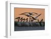 White Pelicans (Pelecanus Onocrotalus) in Water, Three Flying Overhead, Lake Belau, Moldova, June-Geslin-Framed Photographic Print