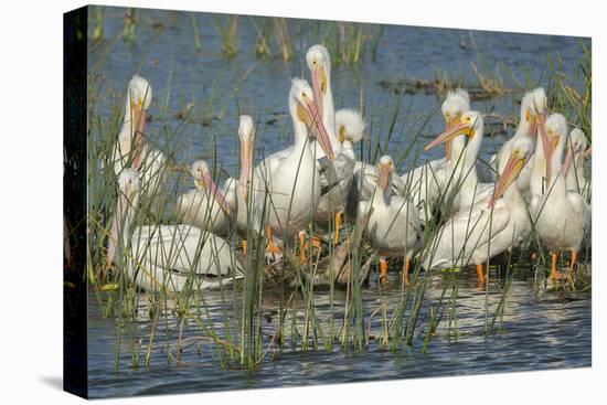 White Pelicans Resting and Preening, Viera Wetlands, Florida-Maresa Pryor-Stretched Canvas