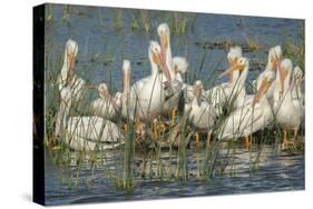 White Pelicans Resting and Preening, Viera Wetlands, Florida-Maresa Pryor-Stretched Canvas