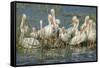 White Pelicans Resting and Preening, Viera Wetlands, Florida-Maresa Pryor-Framed Stretched Canvas