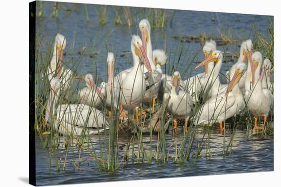 White Pelicans Resting and Preening, Viera Wetlands, Florida-Maresa Pryor-Stretched Canvas