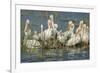 White Pelicans Resting and Preening, Viera Wetlands, Florida-Maresa Pryor-Framed Photographic Print