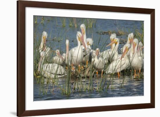 White Pelicans Resting and Preening, Viera Wetlands, Florida-Maresa Pryor-Framed Photographic Print