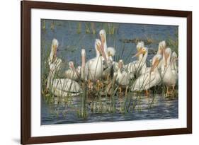 White Pelicans Resting and Preening, Viera Wetlands, Florida-Maresa Pryor-Framed Photographic Print