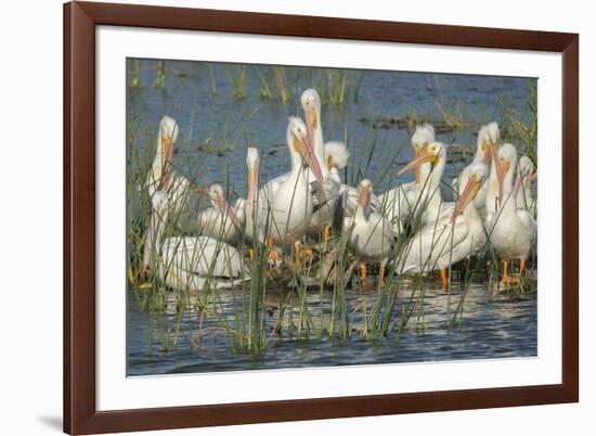 White Pelicans Resting and Preening, Viera Wetlands, Florida-Maresa Pryor-Framed Photographic Print