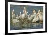 White Pelicans Resting and Preening, Viera Wetlands, Florida-Maresa Pryor-Framed Photographic Print