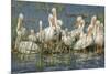 White Pelicans Resting and Preening, Viera Wetlands, Florida-Maresa Pryor-Mounted Photographic Print