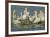 White Pelicans Resting and Preening, Viera Wetlands, Florida-Maresa Pryor-Framed Photographic Print