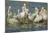 White Pelicans Resting and Preening, Viera Wetlands, Florida-Maresa Pryor-Mounted Photographic Print
