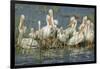 White Pelicans Resting and Preening, Viera Wetlands, Florida-Maresa Pryor-Framed Photographic Print