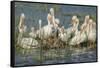 White Pelicans Resting and Preening, Viera Wetlands, Florida-Maresa Pryor-Framed Stretched Canvas