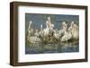 White Pelicans Resting and Preening, Viera Wetlands, Florida-Maresa Pryor-Framed Photographic Print