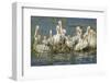 White Pelicans Resting and Preening, Viera Wetlands, Florida-Maresa Pryor-Framed Photographic Print