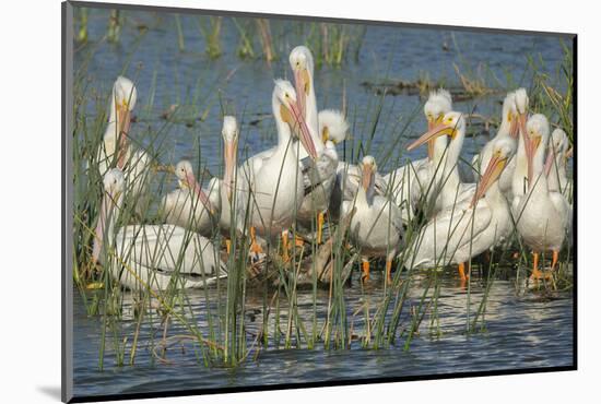 White Pelicans Resting and Preening, Viera Wetlands, Florida-Maresa Pryor-Mounted Photographic Print