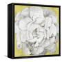 White Peonia Yellow Version-Asia Jensen-Framed Stretched Canvas