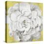 White Peonia Yellow Version-Asia Jensen-Stretched Canvas