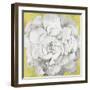 White Peonia Yellow Version-Asia Jensen-Framed Art Print