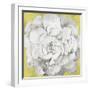 White Peonia Yellow Version-Asia Jensen-Framed Art Print