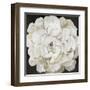 White Peonia-Asia Jensen-Framed Art Print