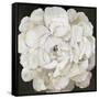 White Peonia-Asia Jensen-Framed Stretched Canvas