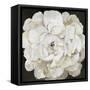 White Peonia-Asia Jensen-Framed Stretched Canvas