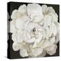 White Peonia-Asia Jensen-Stretched Canvas