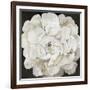 White Peonia-Asia Jensen-Framed Premium Giclee Print